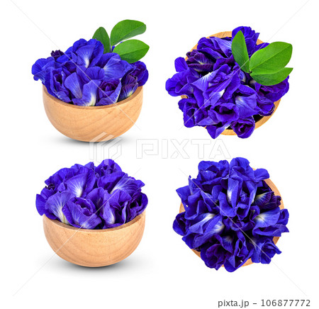 Butterfly pea flower in bowl on white background Butterfly pea flower in bowl on white background 106877772