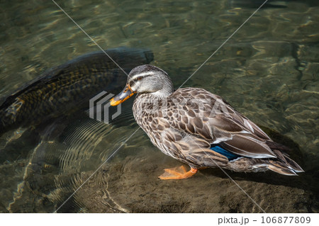 賀茂川のマガモ（メス） 106877809