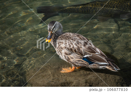 賀茂川のマガモ（メス） 106877810