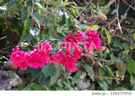 綺麗なブーゲンビリア 綺麗なブーゲンビリア 106877956