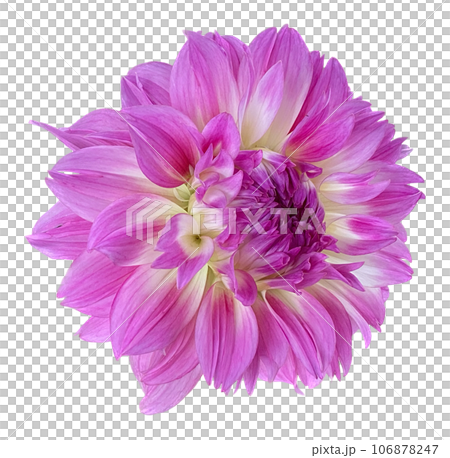 Dahlia_photo cutout material (PNG-transparent background/JPG-white background) 106878247