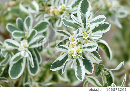 葉が白く色づく涼し気な美しいリーフプランツの初雪草 106878261