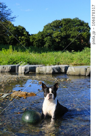 都幾川の清流に冷やしたスイカを見張るボストンテリアのマイティ君♡ 106878317