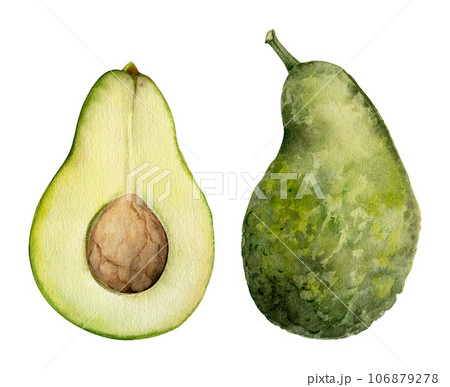 Hand drawn watercolor avocado green vegetable for diet and healthy lifestyle, vegan cooking. Illustration single object isolated on white background. Design for poster, print, website, card, menu Hand drawn watercolor avocado green vegetable for diet and healthy lifestyle, vegan cooking. Illustration single object isolated on white background. Design for poster, print, website, card, menu 106879278