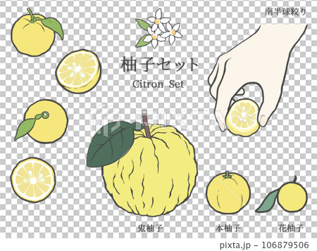 Simple and neat illustrations of various yuzu Simple and neat illustrations of various yuzu 106879506