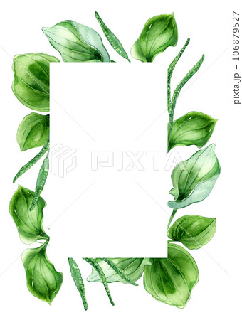 Frame of plantago broadleaf medicinal plant watercolor illustration isolated on white background. Plantain, green leaves, herb, psyllium hand drawn. Design for label, package, postcard, template 106879527