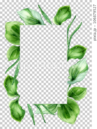 Frame of plantago broadleaf medicinal plant watercolor illustration isolated on white background. Plantain, green leaves, herb, psyllium hand drawn. Design for label, package, postcard, template 106879527