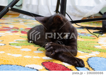 Black kitten on the carpet in the room 106880086