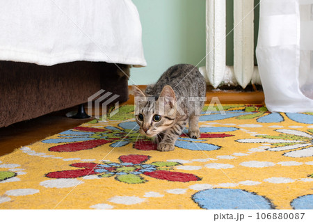 Gray kitten hunting on the floor in the room 106880087