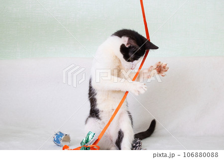 Black and white kitten playing with a rope 106880088