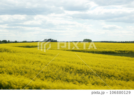 Field of yellow flowers and blue sky Field of yellow flowers and blue sky 106880129