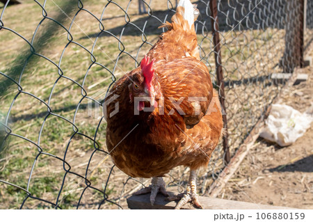 Red chicken in the chicken coop closeup Red chicken in the chicken coop closeup 106880159