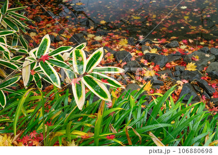 池のほとりのクマザサと落ち葉 106880698