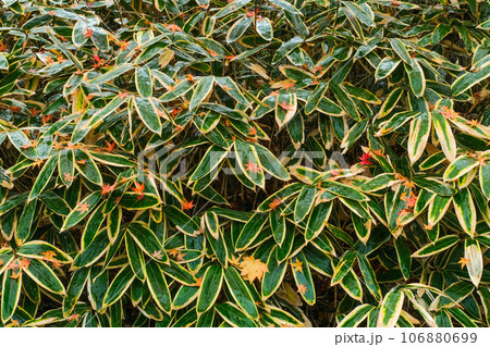 クマザサに貼りついた紅葉 106880699