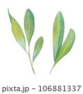 Pistachio sprig. Green twig. Leaves. Watercolor illustration on a white background. Hand drawn. For postcards 106881337