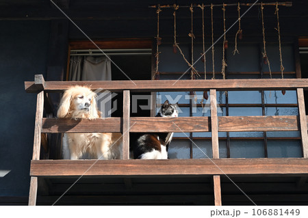 古民家に住む仲の良い犬と猫 古民家に住む仲の良い犬と猫 106881449