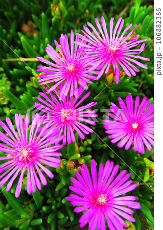 マツバギクの花が咲いている風景 マツバギクの花が咲いている風景 106882386