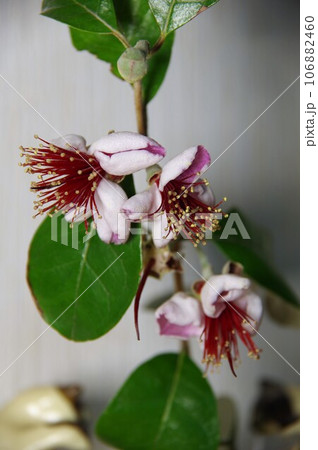 フェイジョアトライアンフ フェイジョアトライアンフ 106882460