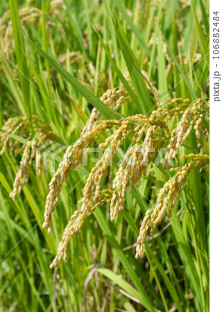 秋の実り（稲穂） 106882484