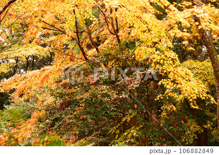 滋賀県 湖東三山の1つ百済寺百済寺の秋の紅葉を撮影 滋賀県 湖東三山の1つ百済寺百済寺の秋の紅葉を撮影 106882849