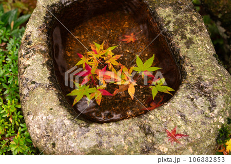 滋賀県 湖東三山の1つ百済寺百済寺の秋の紅葉を撮影 滋賀県 湖東三山の1つ百済寺百済寺の秋の紅葉を撮影 106882853