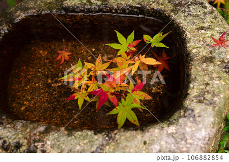 滋賀県 湖東三山の1つ百済寺百済寺の秋の紅葉を撮影 106882854