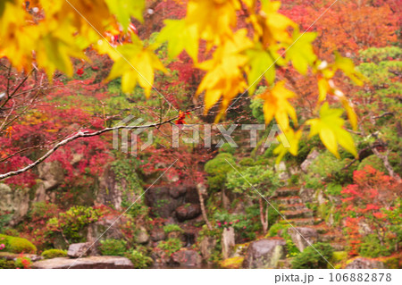 滋賀県 湖東三山の1つ百済寺百済寺の秋の紅葉を撮影 滋賀県 湖東三山の1つ百済寺百済寺の秋の紅葉を撮影 106882878