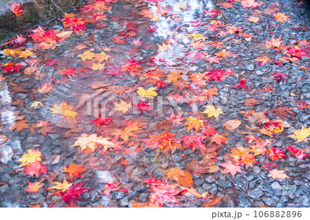 滋賀県 湖東三山の1つ百済寺百済寺の秋の紅葉を撮影 106882896