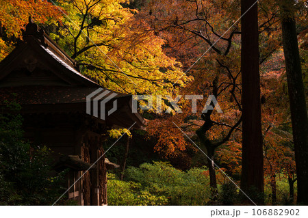 滋賀県 湖東三山の1つ百済寺百済寺の秋の紅葉を撮影 106882902