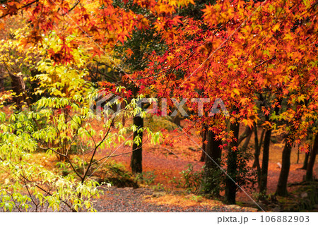 滋賀県 湖東三山の1つ百済寺百済寺の秋の紅葉を撮影 滋賀県 湖東三山の1つ百済寺百済寺の秋の紅葉を撮影 106882903