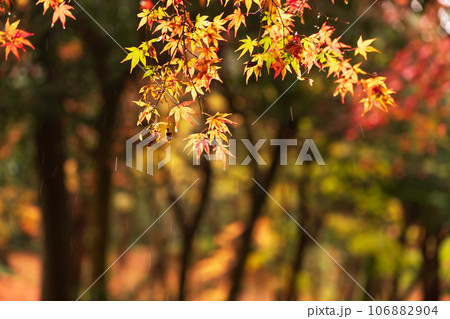 滋賀県 湖東三山の1つ百済寺百済寺の秋の紅葉を撮影 滋賀県 湖東三山の1つ百済寺百済寺の秋の紅葉を撮影 106882904