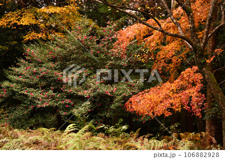 滋賀県 湖東三山の1つ百済寺百済寺の秋の紅葉を撮影 106882928