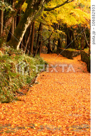 滋賀県 湖東三山の1つ百済寺百済寺の秋の紅葉を撮影 滋賀県 湖東三山の1つ百済寺百済寺の秋の紅葉を撮影 106882933