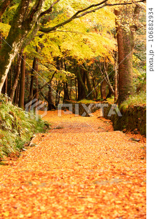 滋賀県 湖東三山の1つ百済寺百済寺の秋の紅葉を撮影 106882934
