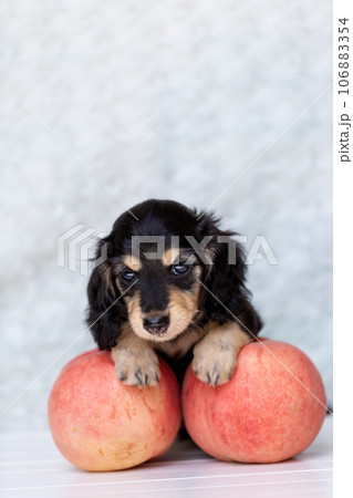 仔犬 カニンヘンダックスフンド 仔犬 カニンヘンダックスフンド 106883354