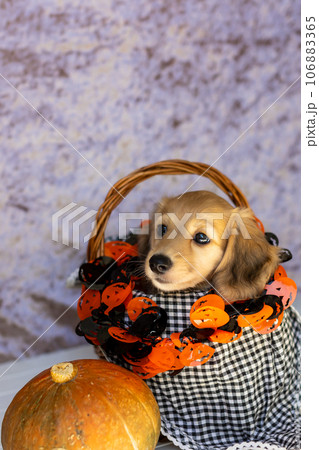 仔犬　ハロウィンを楽しむ子犬　カニンヘンダックスフンド　 106883365