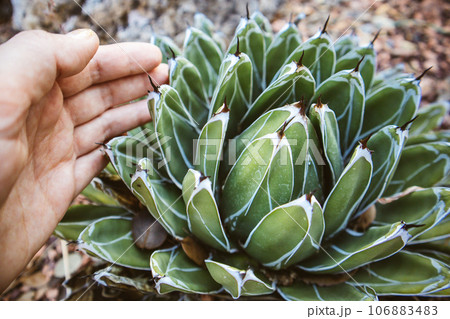 Queen Victoria cactus top view. Female hand touching gently a small, symmetrical, rosette of dark green foliage. Succulent home plant growing in a woods, forest, garden. Green agave plants outdoors. 106883483
