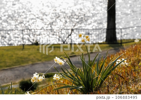 萎れかかった公園の花 萎れかかった公園の花 106883495