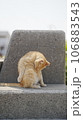 テトラポットの上で休む猫 106883543