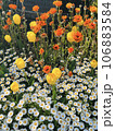 チューリップの花畑 106883584