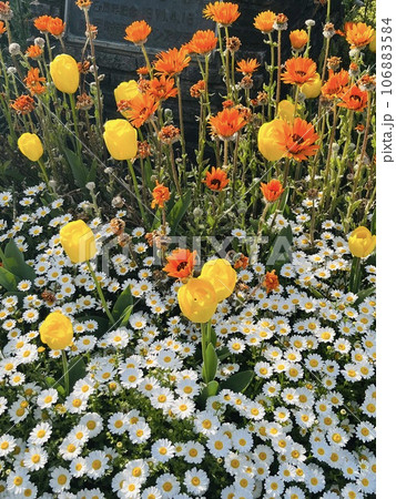 チューリップの花畑 チューリップの花畑 106883584