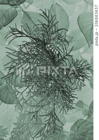 イラスト観葉植物ドッグフェンネル イラスト観葉植物ドッグフェンネル 106883637