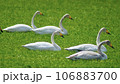 原っぱにいる5羽の白鳥 106883700