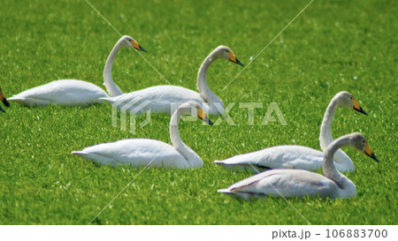 原っぱにいる5羽の白鳥 106883700