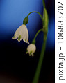 夜に浮かび上がる白い花 106883702