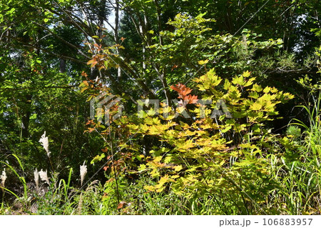 赤く色づき始めていた西向沼の近くの鬱蒼と茂った森 106883957