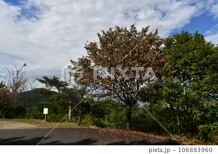 穏やかな秋の日の西向沼の近くの広場 穏やかな秋の日の西向沼の近くの広場 106883960