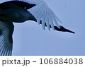 空飛ぶ丹頂鶴 106884038