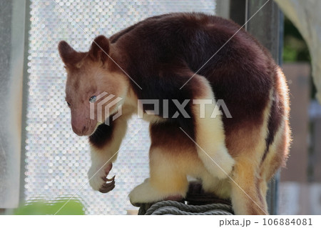 セスジキノボリカンガルー セスジキノボリカンガルー 106884081