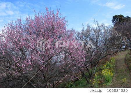 梅園で梅見　（愛媛県　砥部町　七折） 106884089